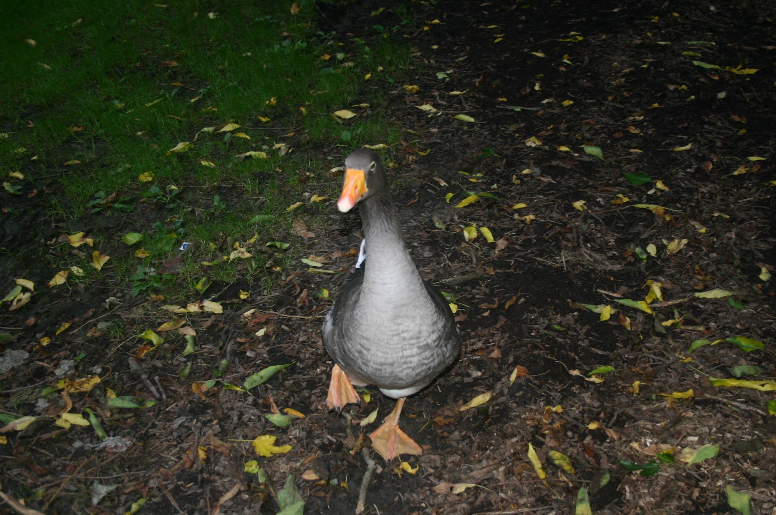 Toulouse Goose