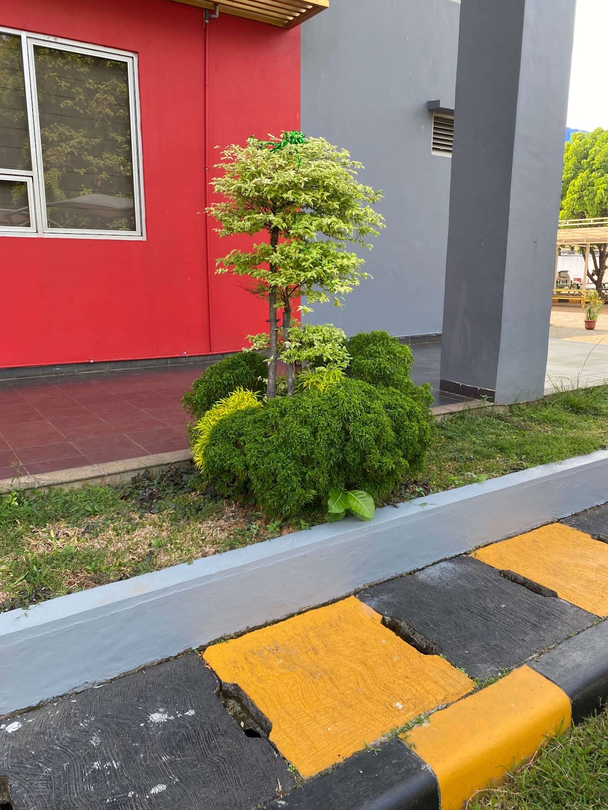 image of Golden Water Jasmine Tree