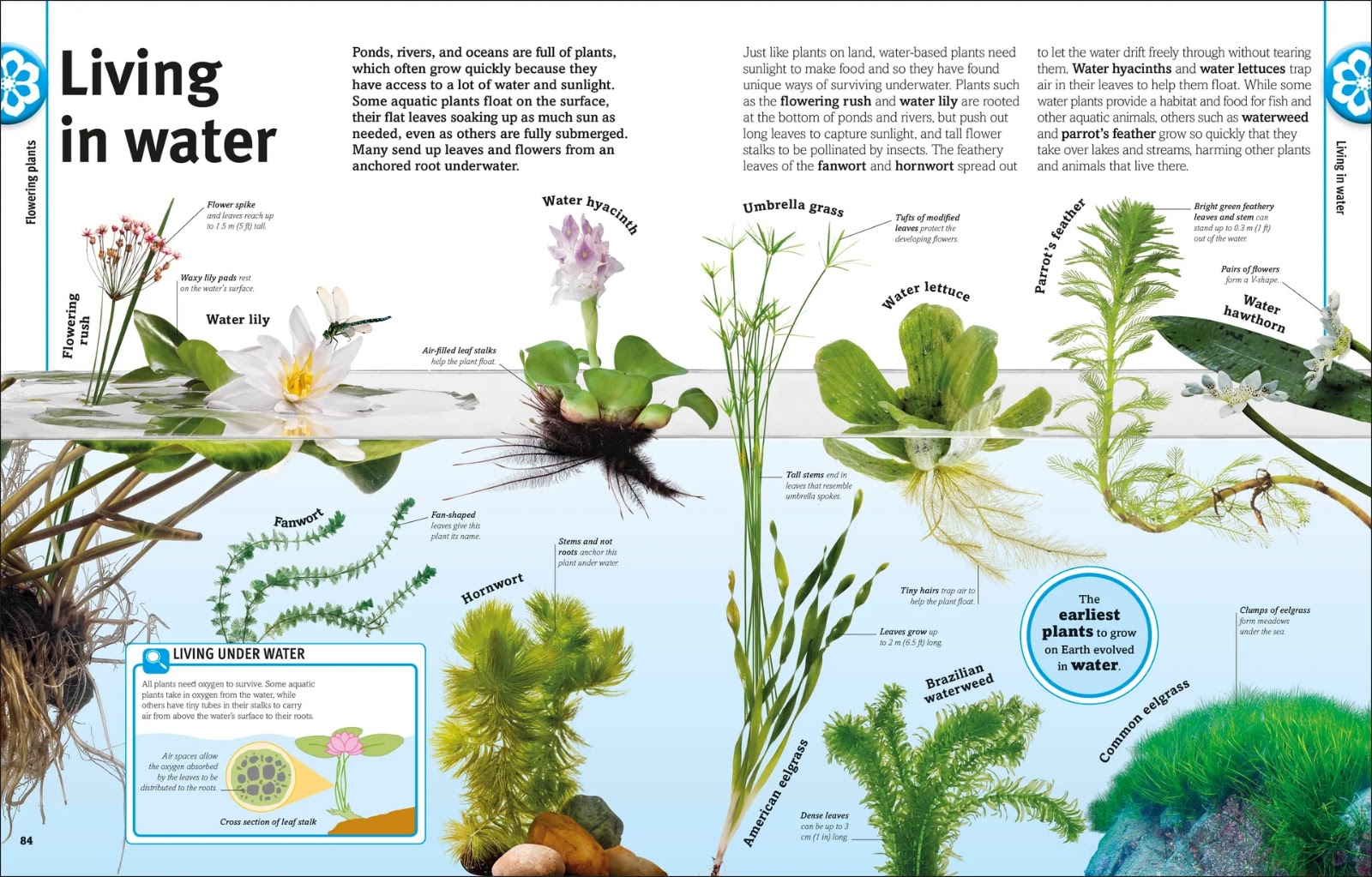 Our World in Pictures: Trees, Leaves, Flowers & Seeds — gambar 7