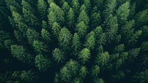 Pine Forest Wallpaper