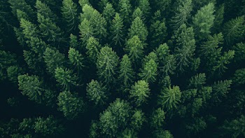 Pine Forest Wallpaper