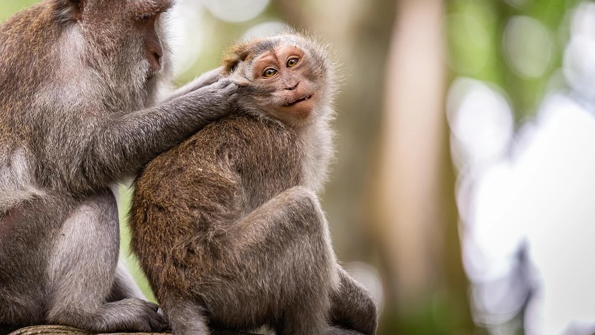 소비자권리 인지도가 구매 행동에 미치는 심리적 효과
