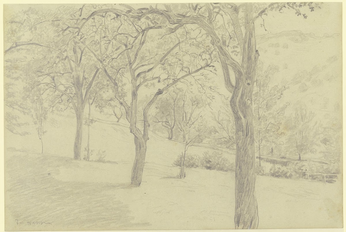 Tree meadow