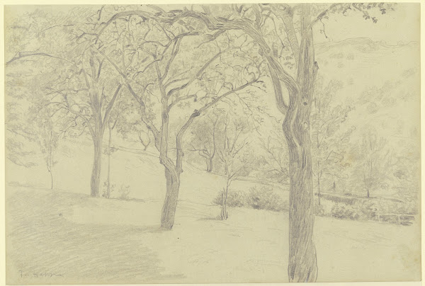 Tree meadow