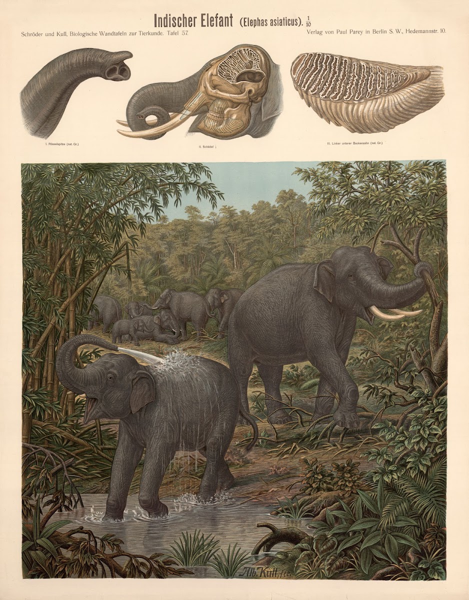 Indian elephant Elephas asiaticus