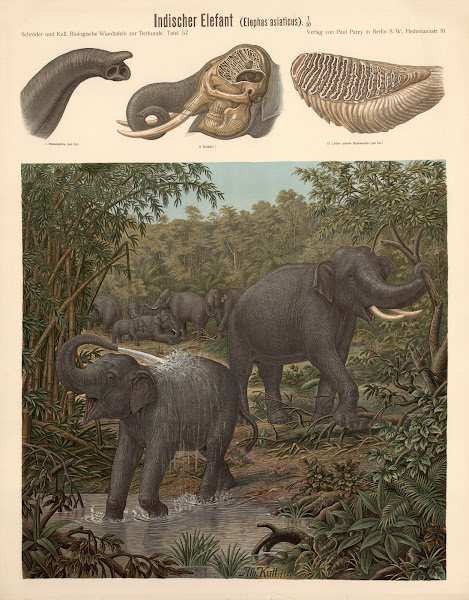 Indian elephant Elephas asiaticus