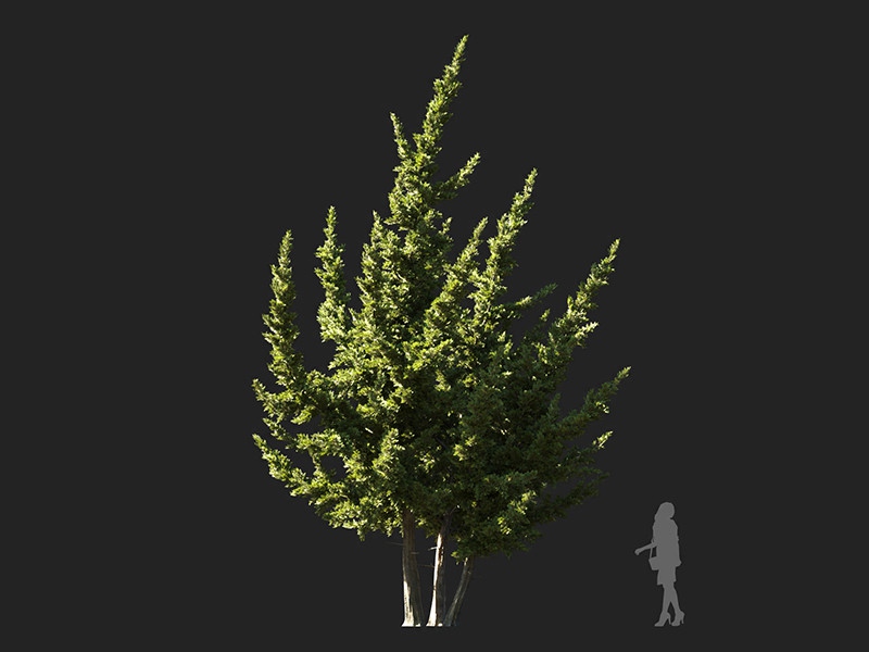Maxtree - Plant Models Vol.132