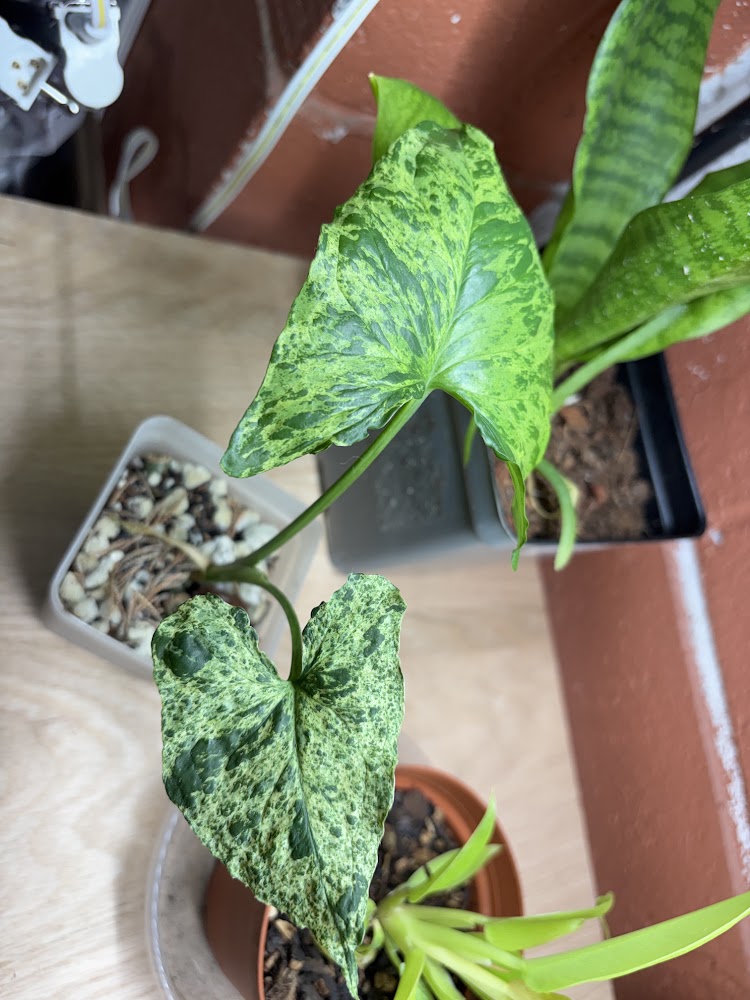 Mojito Syngonium