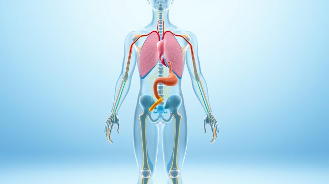 How Your Body's 11 Systems Work Together: The Complete SSC CGL and UPSC Guide