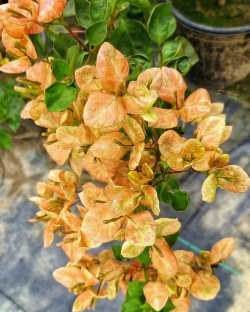 Imported Monalisa Black Bougainvillea Plant