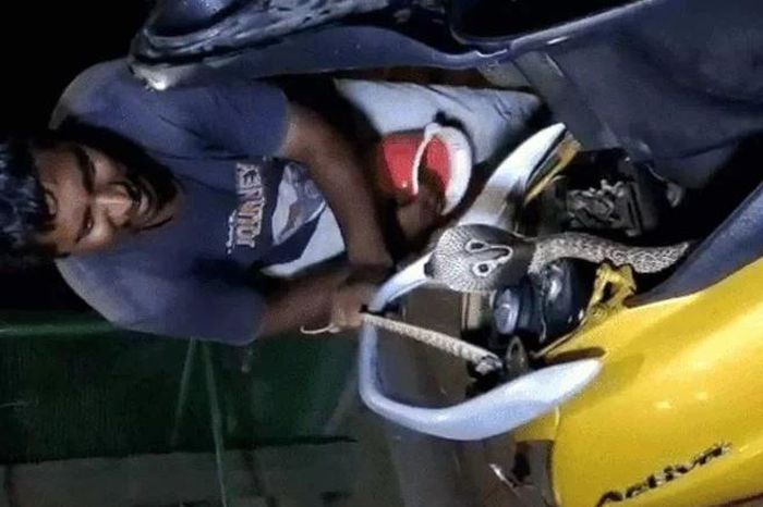 Rắn hổ mang dài 1,2 mét ẩn náu trong cốp xe máy, chuyên gia vất vả kéo ra - Tạp chí Doanh Nghiệp Việt Nam