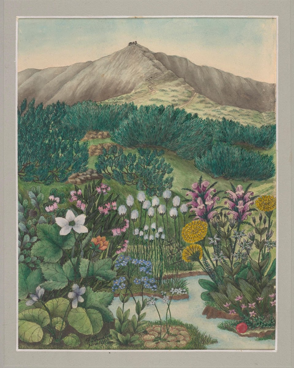Vegetation of the Karkonosze Mountains Pl5 19th century