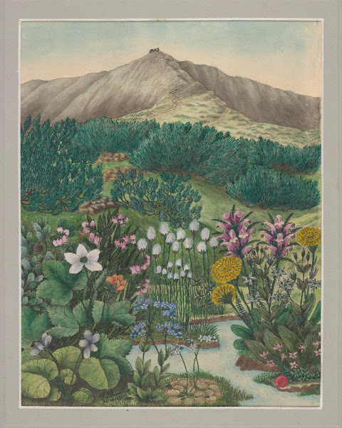 Vegetation of the Karkonosze Mountains Pl5 19th century