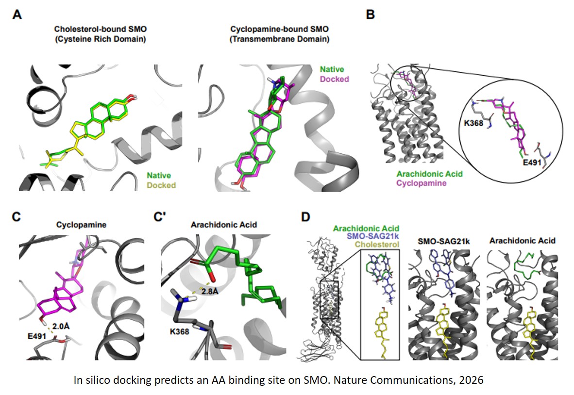 A lipid regulator of Sonic hedgehog signaling influences heart and lung development