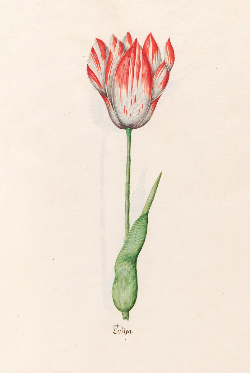 Tülipa 1692