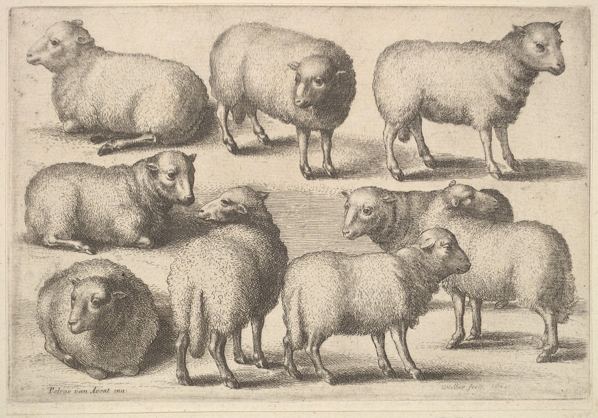 Nine sheep 1647