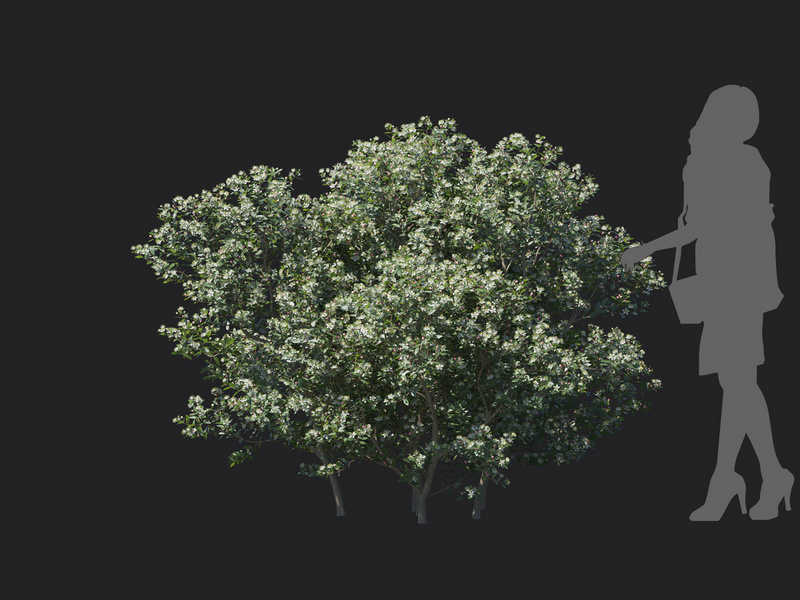 Maxtree - Plant Models Vol.129