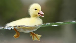 Duck Wallpaper