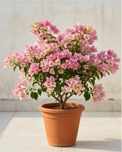 Imported Eva Tri-color Bougainvillea Plant