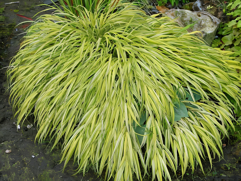 Hakonechloa macra 'Aureola', erba del Giappone dorata in giardino d'ombra