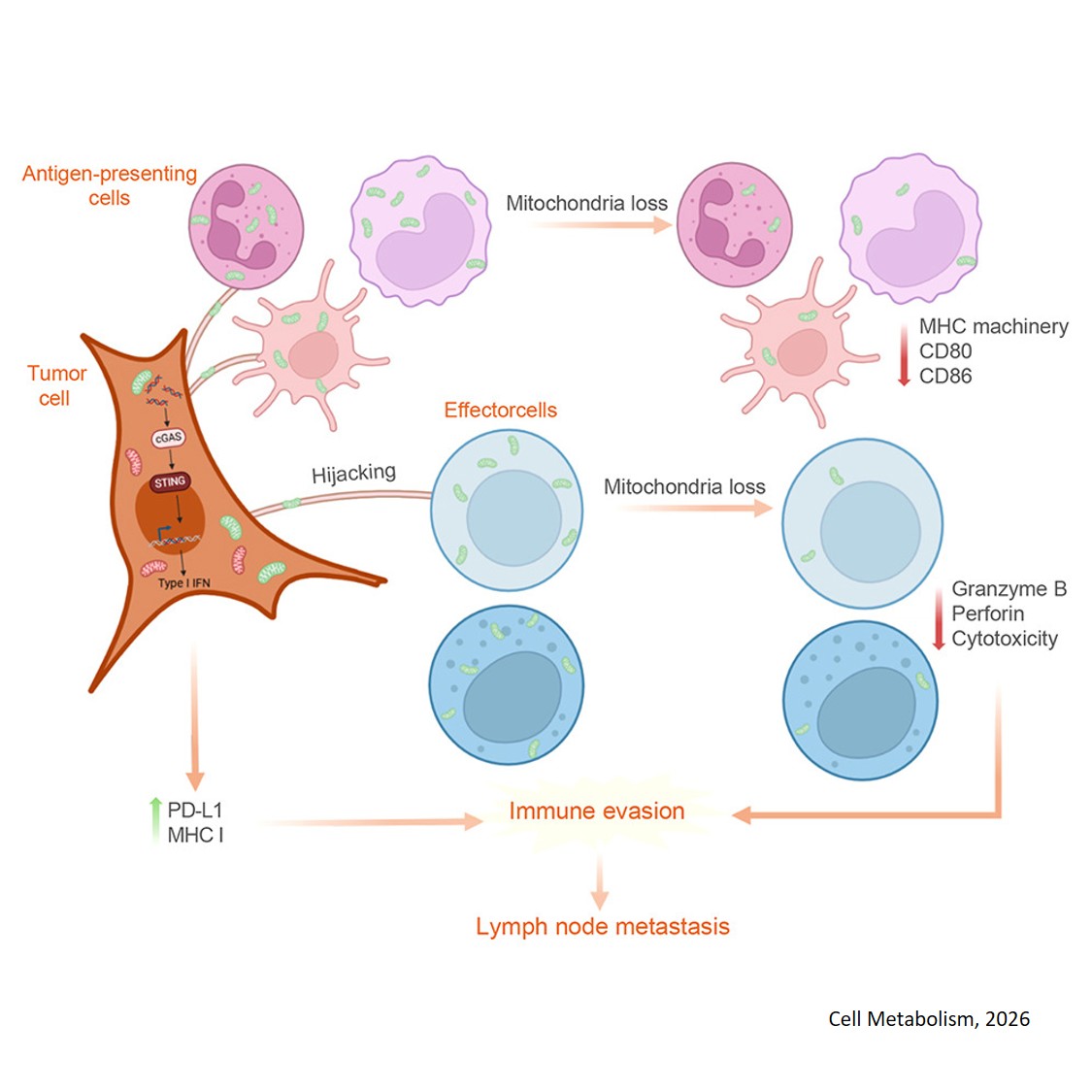 Mitochondrial transfer from immune to tumor cells enables lymph node metastasis