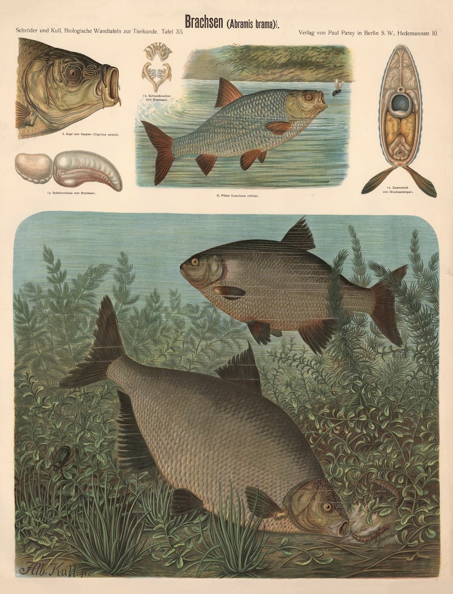 Bream Abramis brama