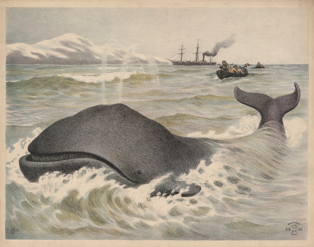 Grønlandshval 1892