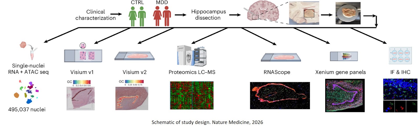 Dysregulated adult hippocampal neurogenesis in major depressive disorder