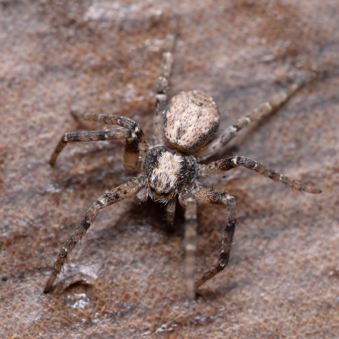 Philodromus sp.