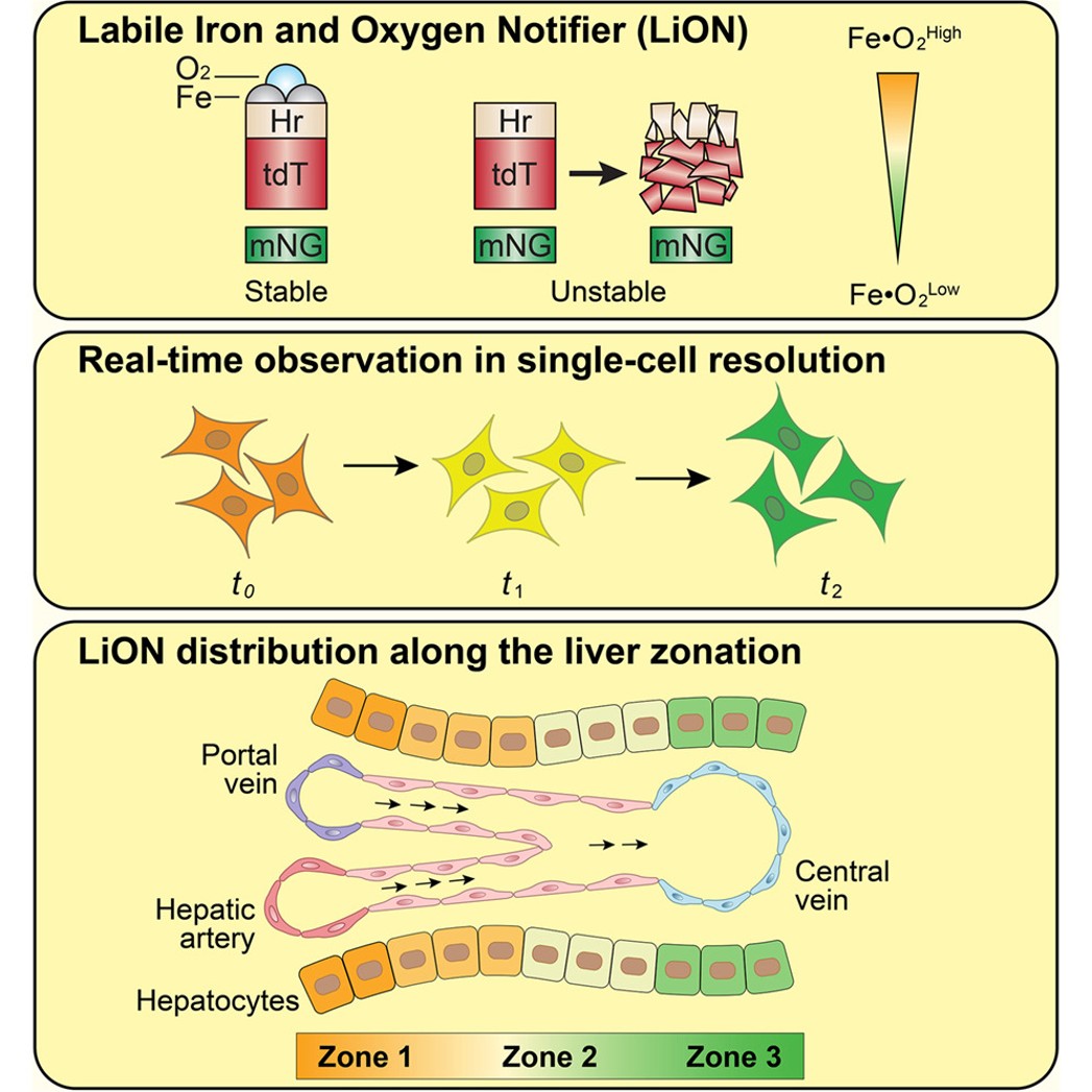 In vivo visualization of bioactive iron and oxygen using LiON, the labile iron and oxygen notifier