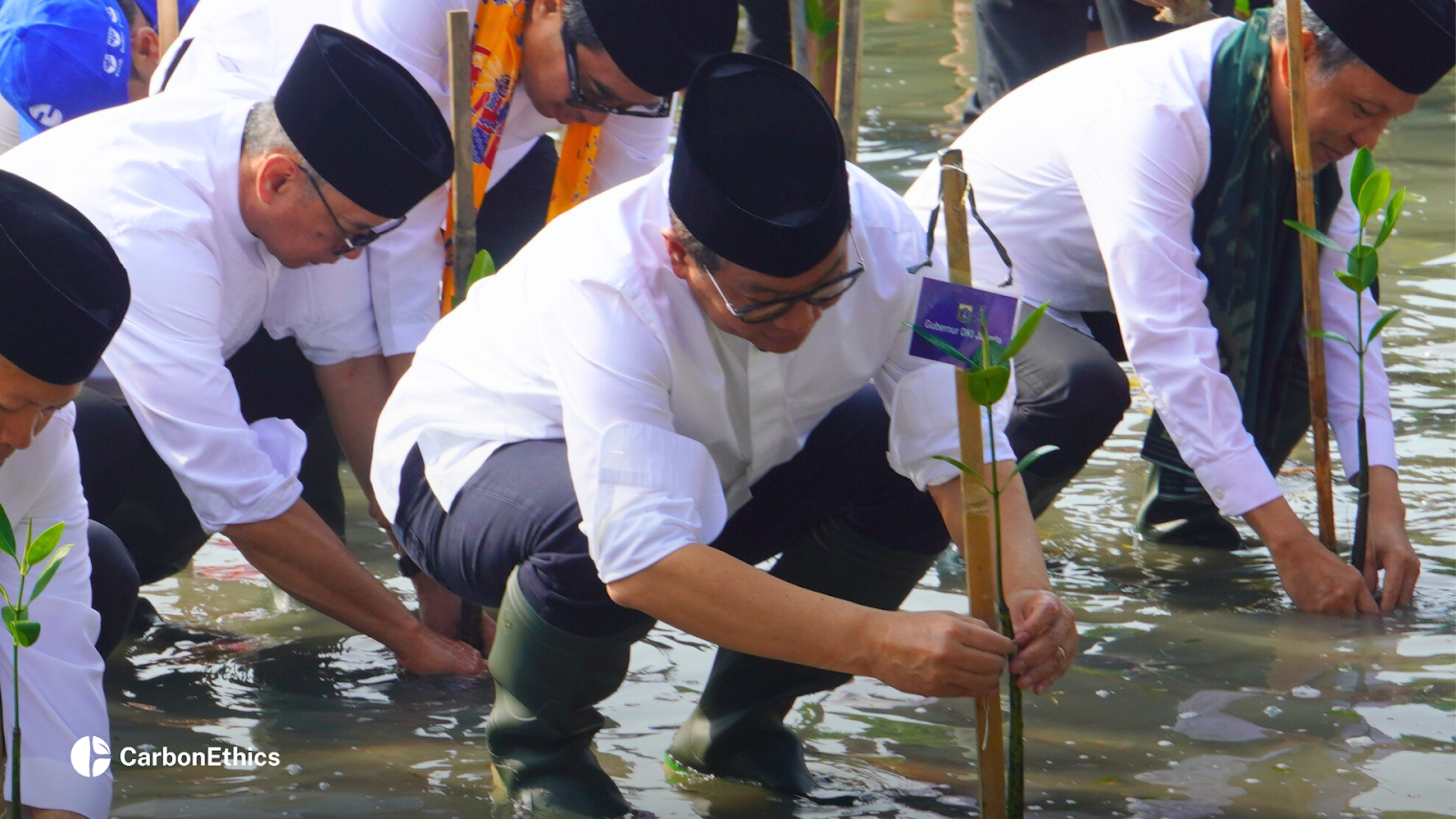 Jakarta Governor Pramono Anung and other officials in white attire and black peci are bent over planting mangrove seedlings into the muddy ground, showing hands-on involvement in the restoration effort.