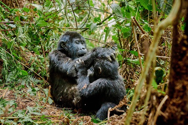 Bwindi frame 27