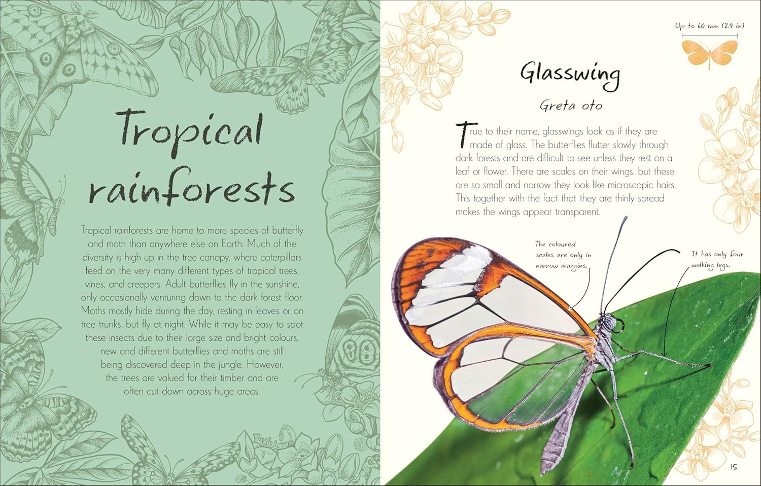 An Anthology of Butterflies and Moths - thumbnail 3