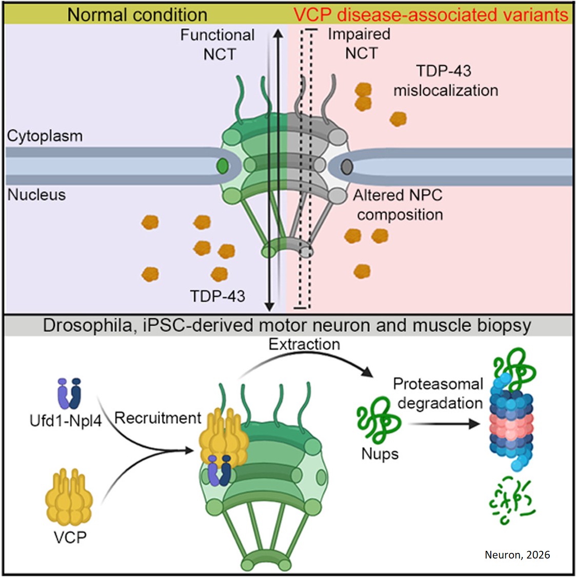 Aberrant nuclear pore complex degradation contributes to neurodegeneration
