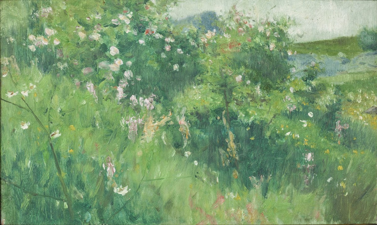 Briar Rose Bushes Flowering on the Isle of Tjörn