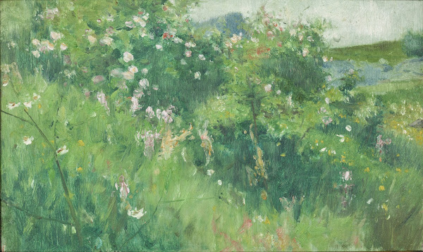 Briar Rose Bushes Flowering on the Isle of Tjörn