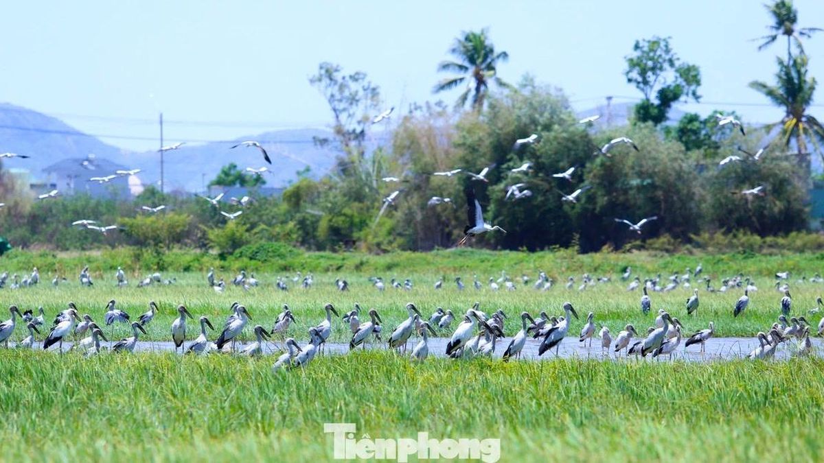 Điều gì khiến hàng trăm con cò nhạn xuất hiện trên cánh đồng ở Gia Lai - Báo Tiền Phong