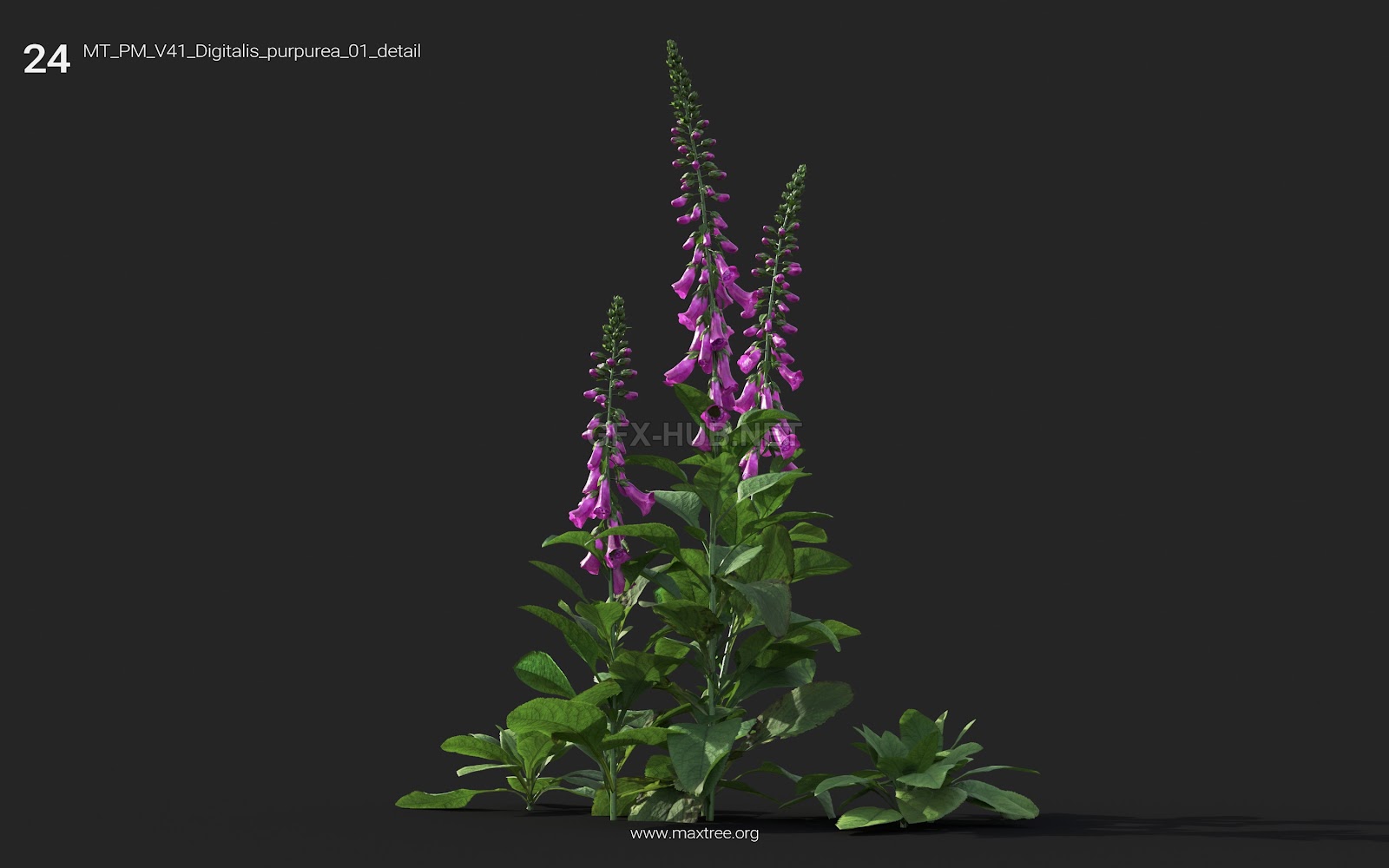 Maxtree - Plant Models Vol.41