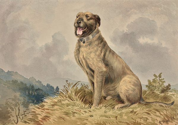 Seated Irish Wolfhound 1880