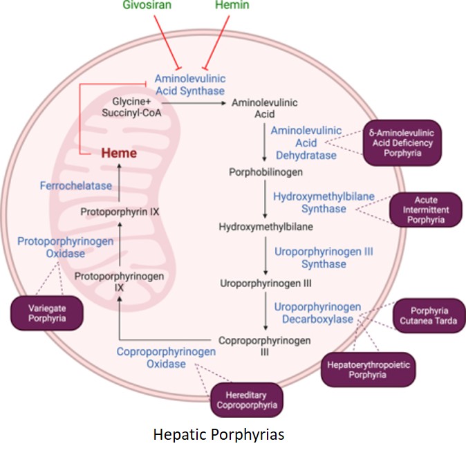 Inhibiting Wnt/β-catenin-mTOR Signaling Enhances Porphyrin Clearance in Porphyrias with Hepatic Involvement
