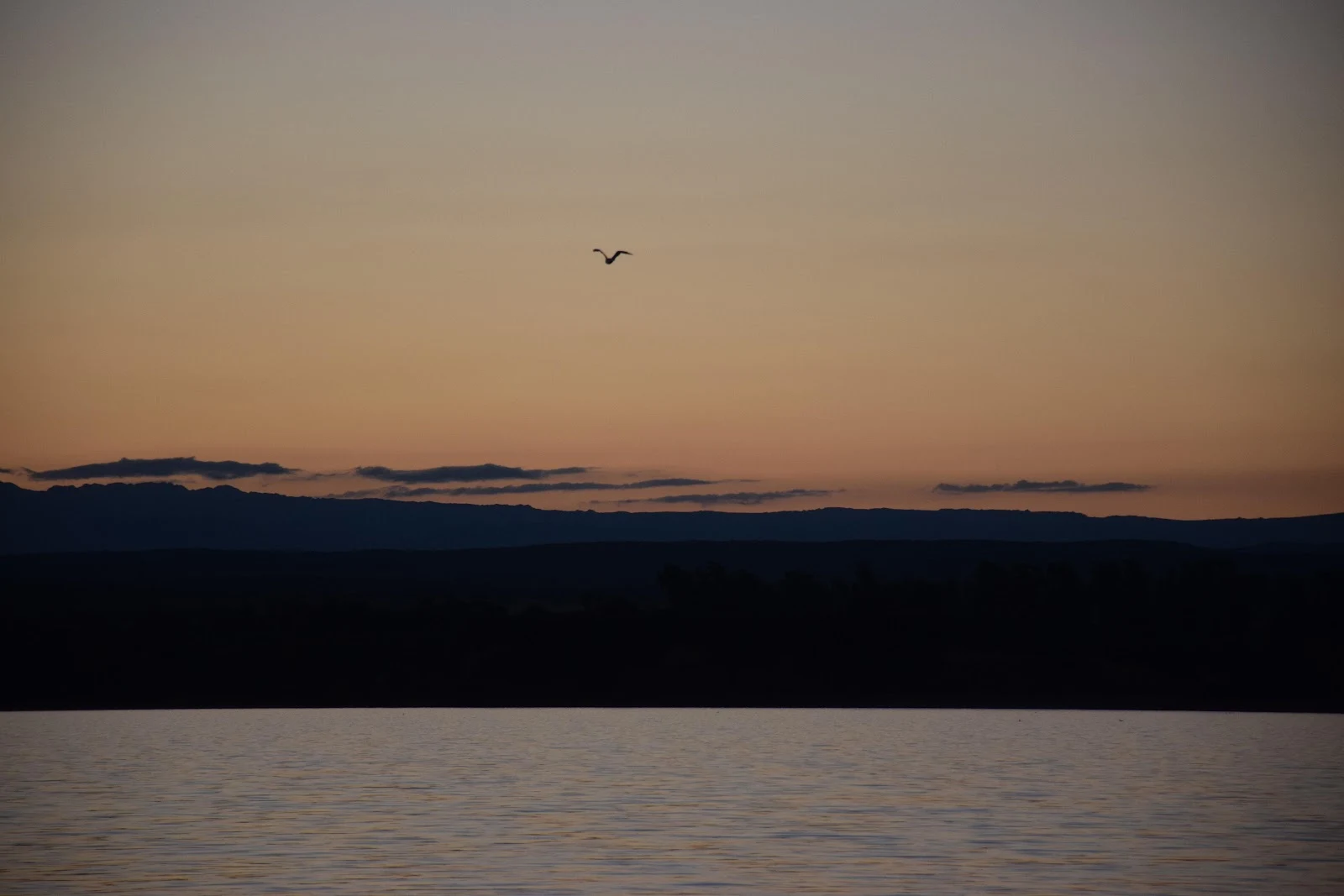 Lone Bird at Sunset - Landscape Photography 5K Wallpaper (6000x4000)