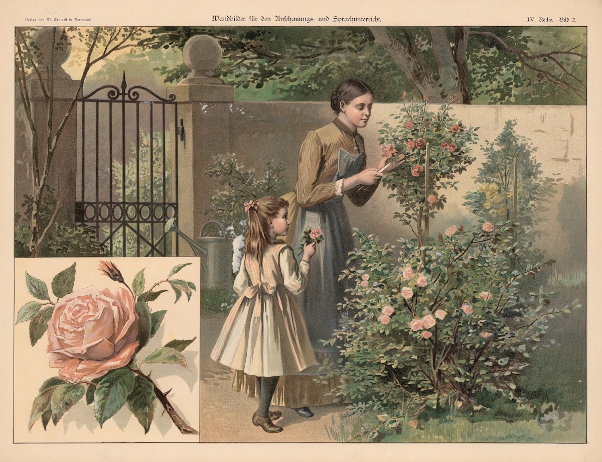 Rose 1888