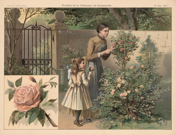 Rose 1888