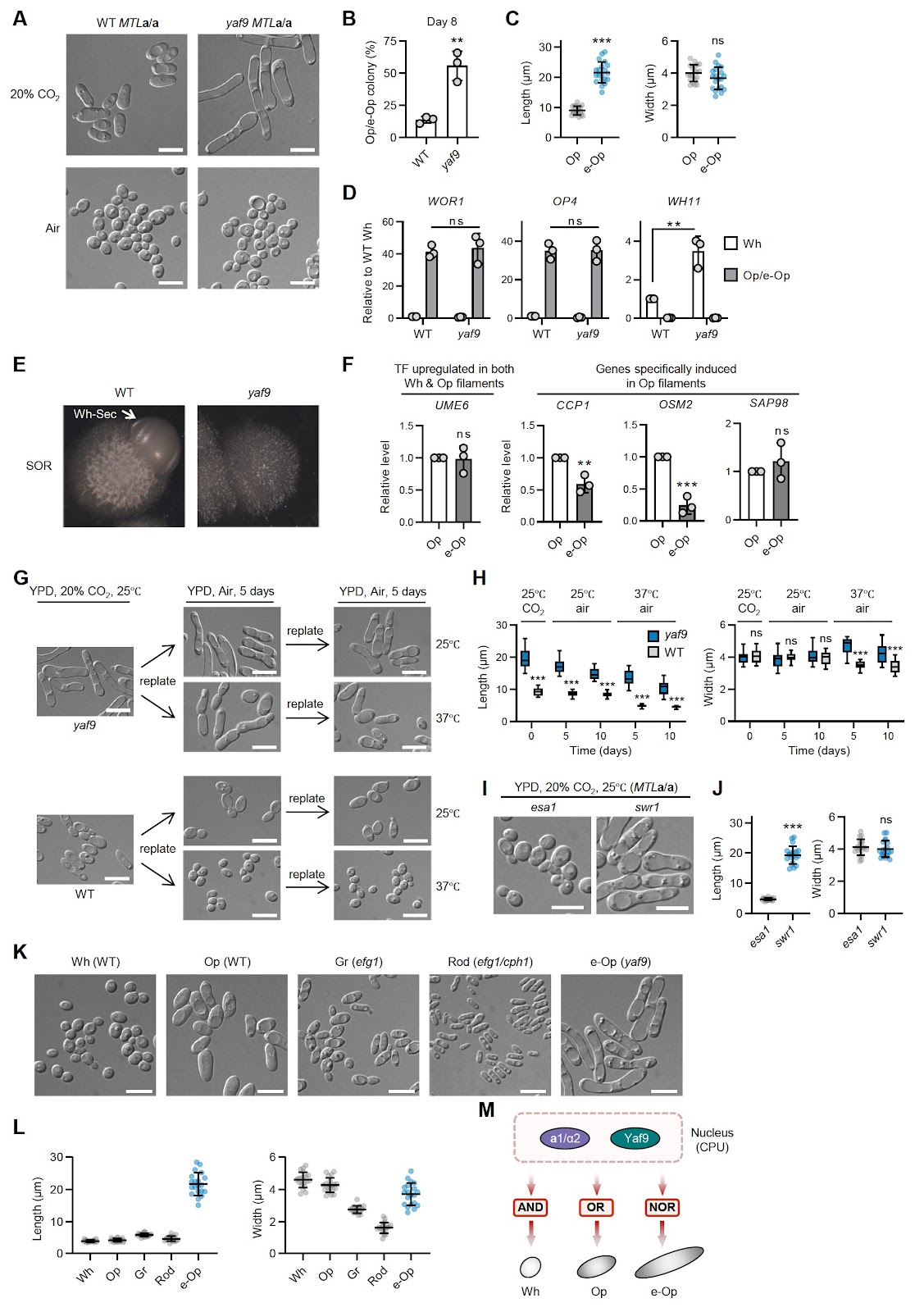Yaf9 conditionally contributes to cell size control in Candida albicans