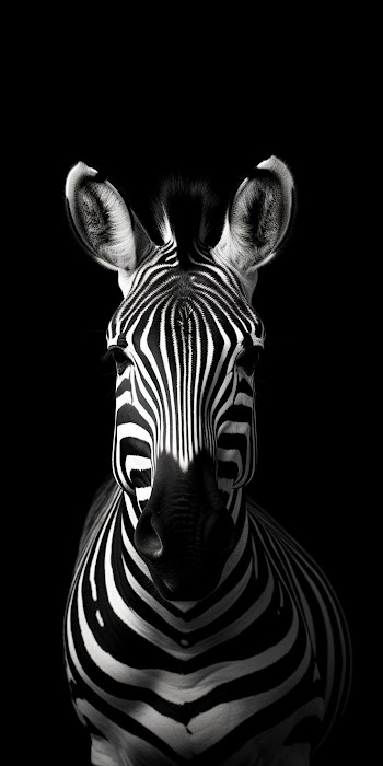 Zebra Face Picture