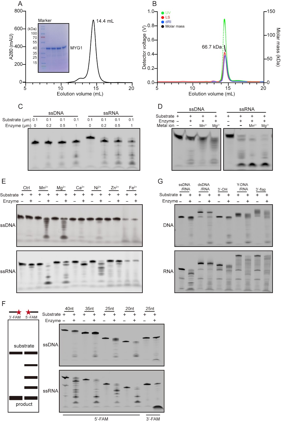 Biochemical and structural studies reveal the substrate specificity and catalytic mechanism of MYG1 as a two-metal ion-dependent 3′→5′ exonuclease