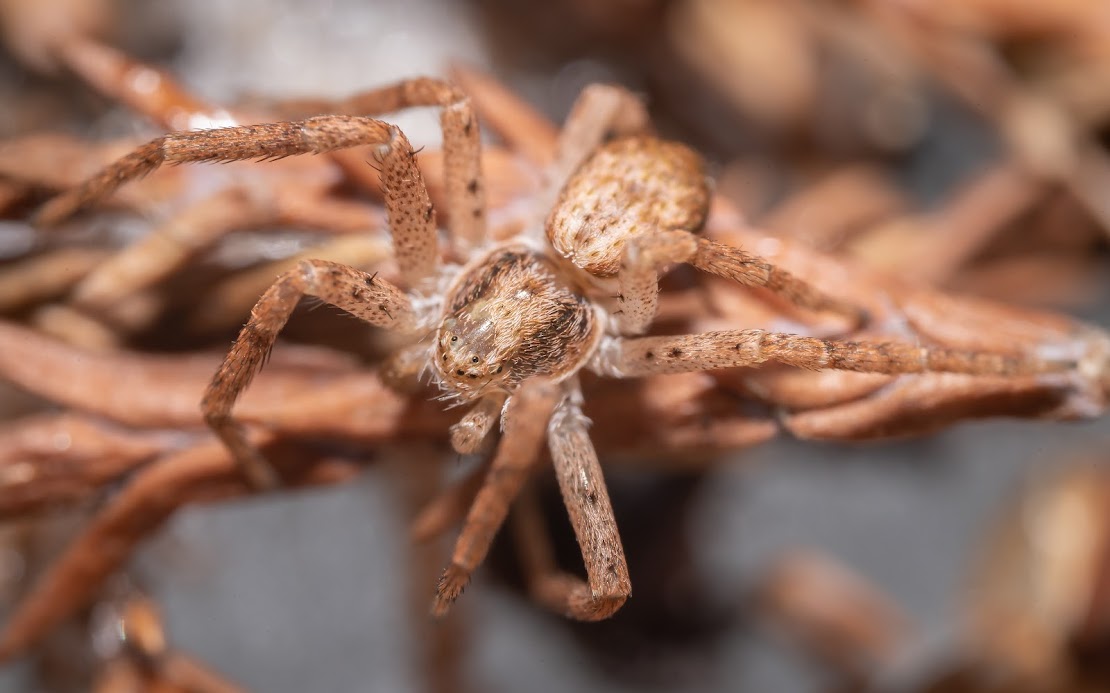 Philodromus sp.