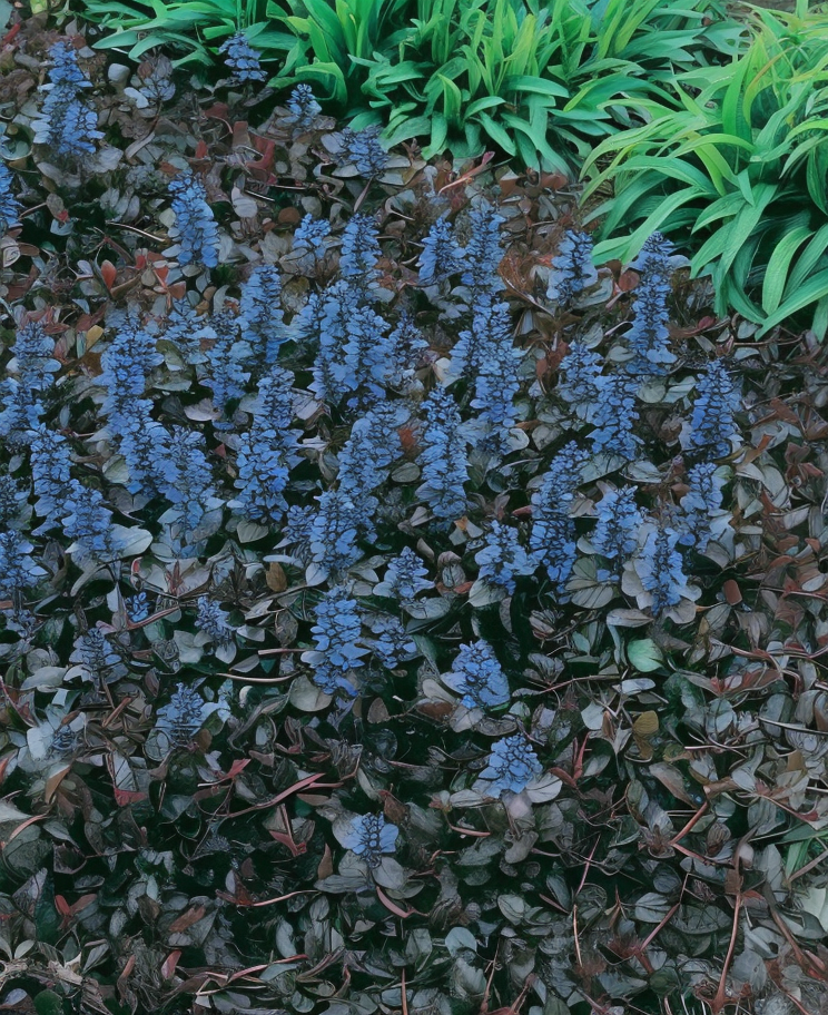 Ajuga reptans 'Atropurpurea' in piena fioritura con foglie viola scuro nel giardino ombreggiato.