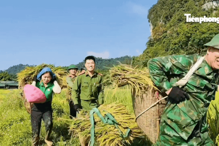 Công an, đoàn viên xuống đồng giúp người dân cứu lúa sau dông lốc - Báo Tiền Phong