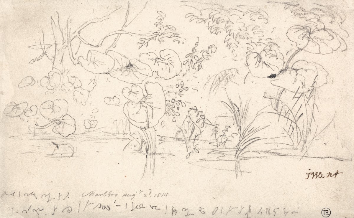 Studies of Plants August 2 1815 1815